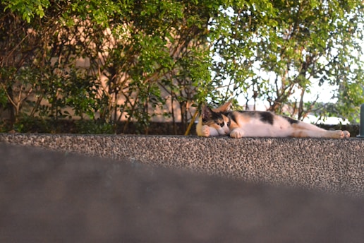 A calico cat is lying on a textured stone wall, appearing relaxed and calm. Behind the cat, lush green foliage provides a natural backdrop. The lighting suggests a warm, peaceful environment.