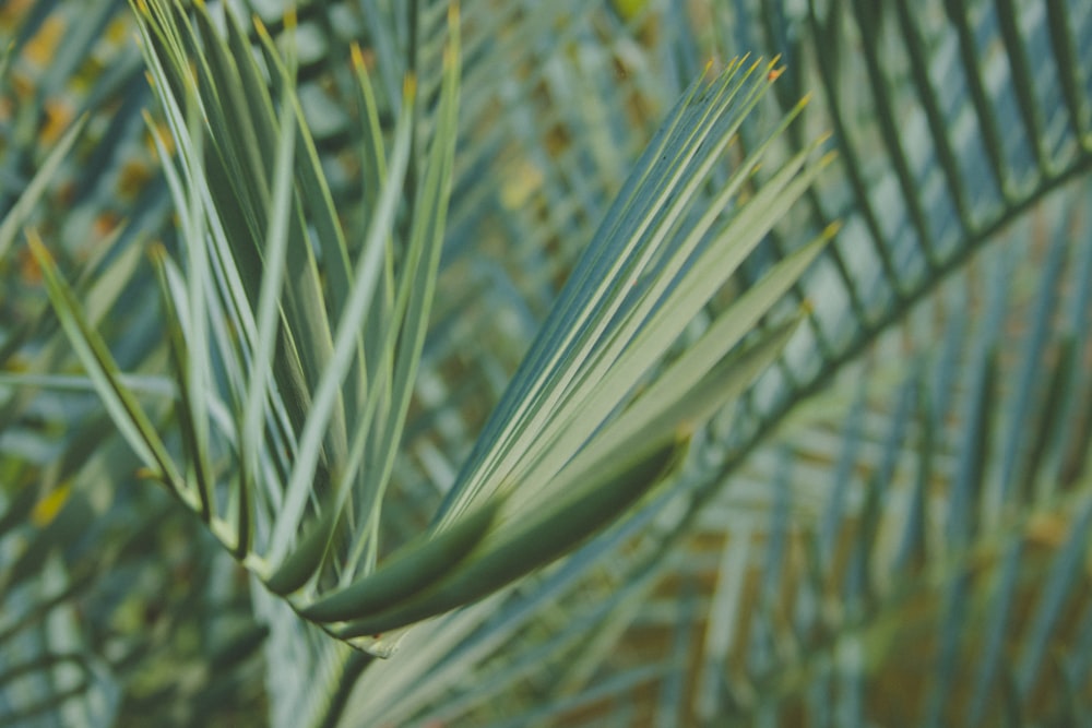 Fotografía de primer plano de la palmera de hoja verde