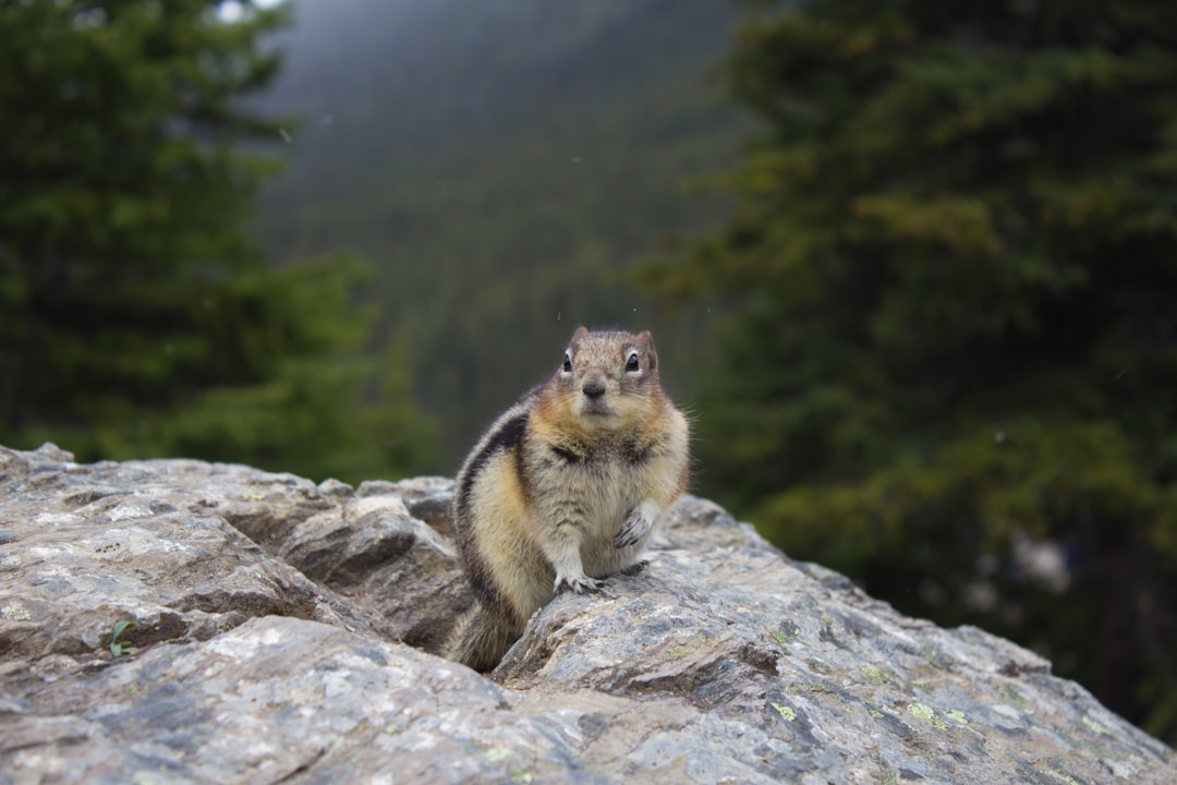 Wildlife photo spot Moraine Lake Improvement District No. 9