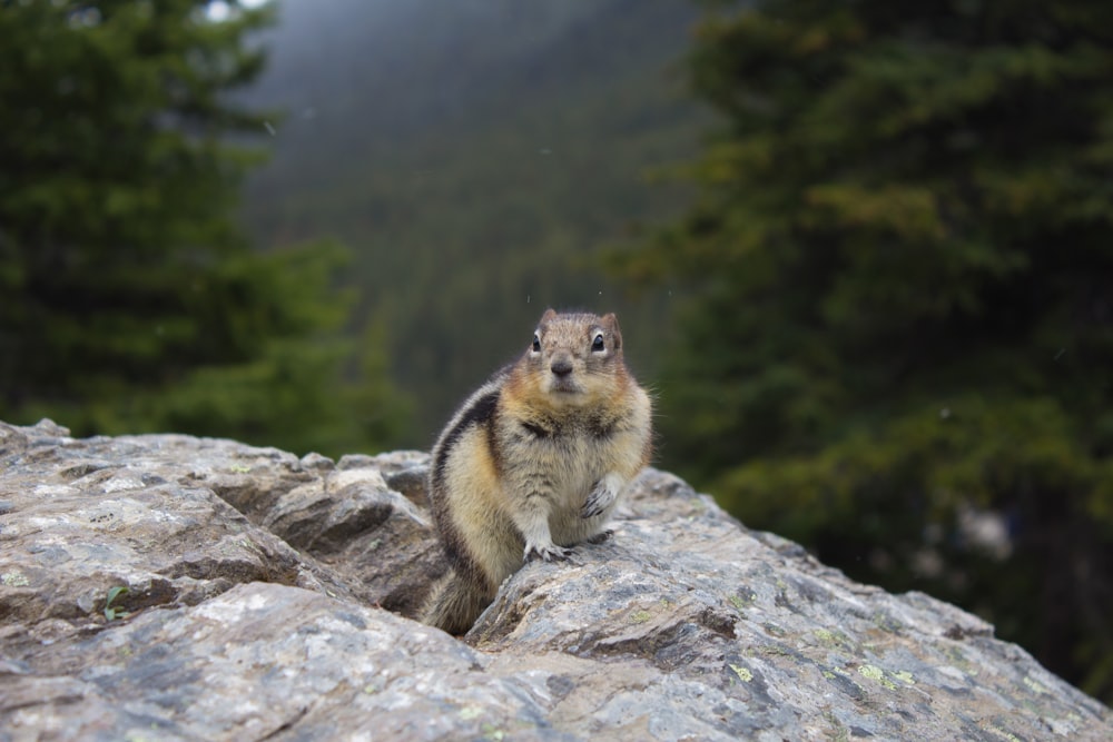 brown and white squirrel on rock during daytime