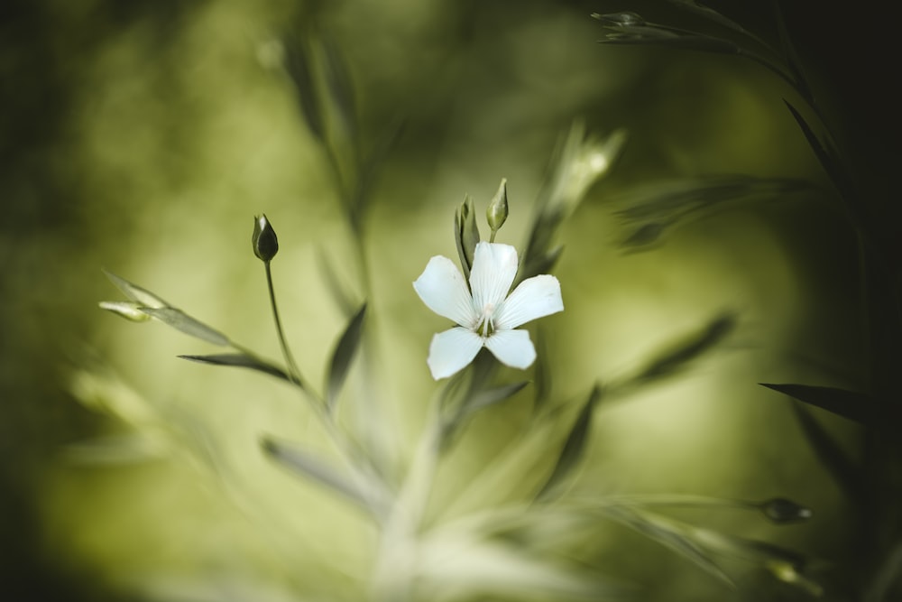 flor de pétalos blancos