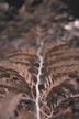 macro photography of brown leaves