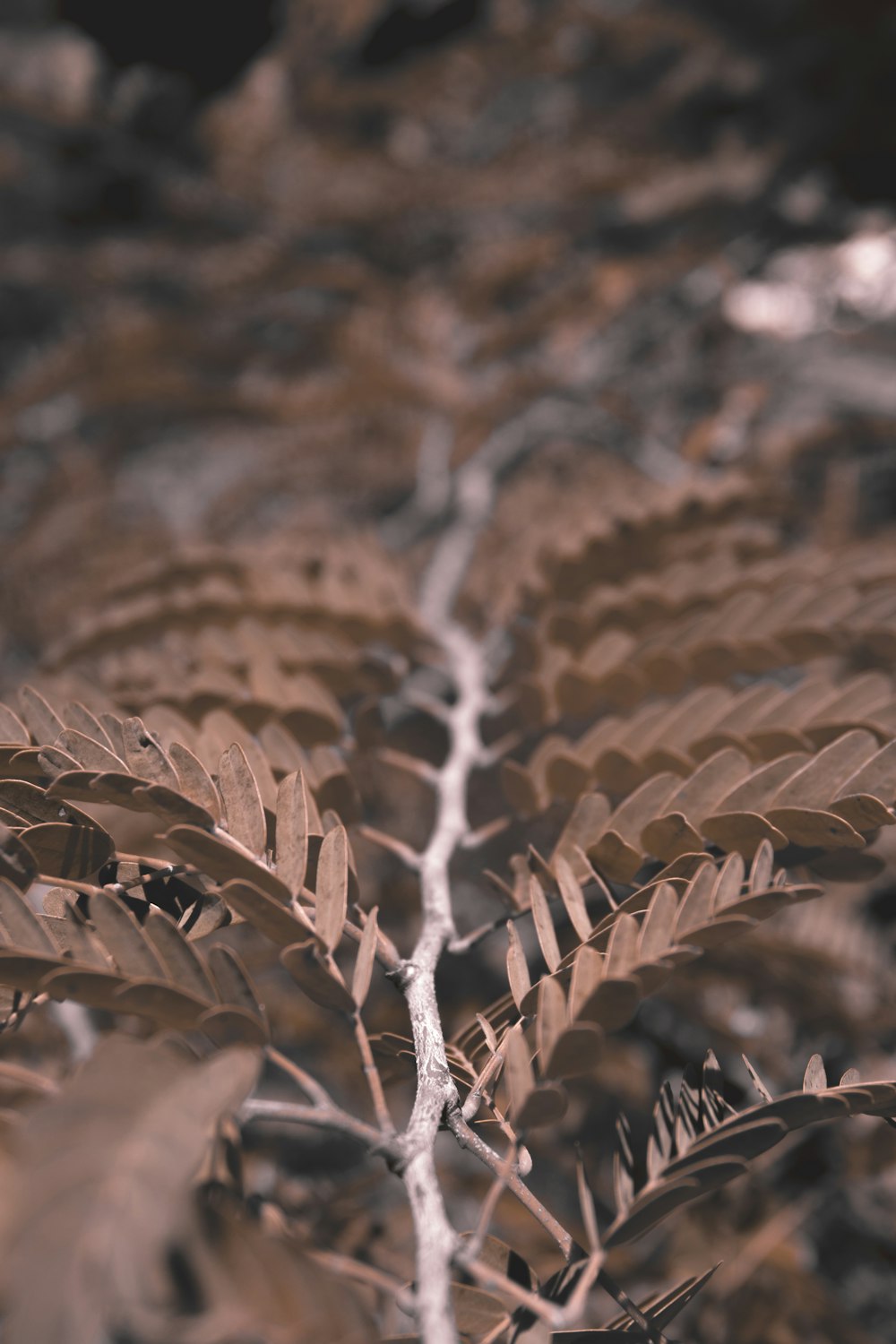 macro photography of brown leaves