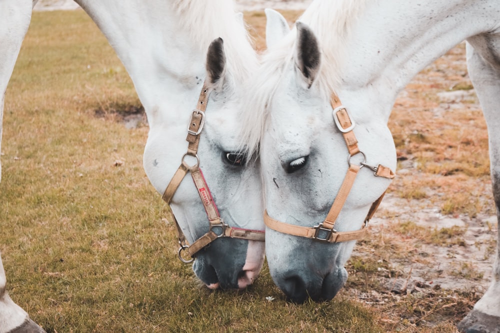 two white horses eatting grasses