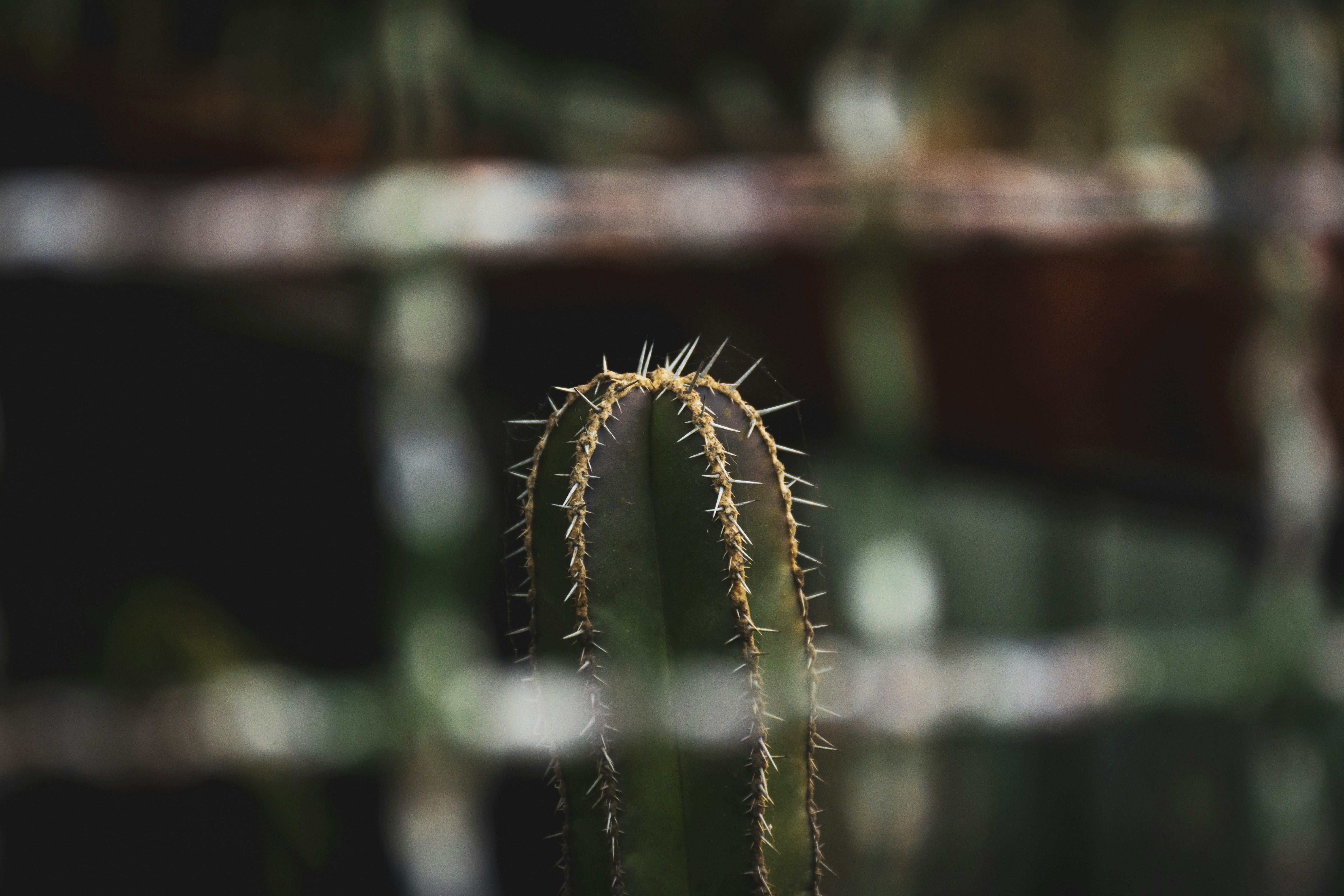 Photo by pablocarophoto