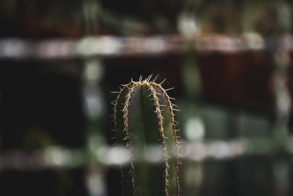 selective focus photography of cactus
