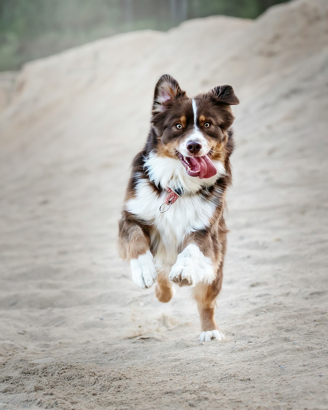 running white, brown, and black dog