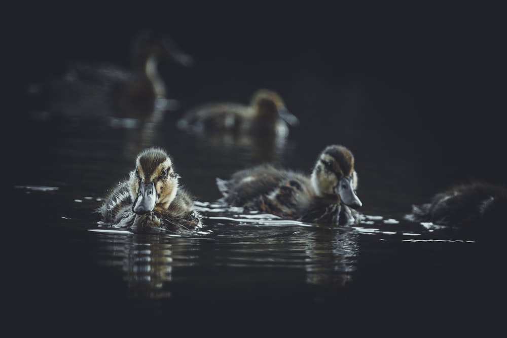 Canard brun sur plan d’eau