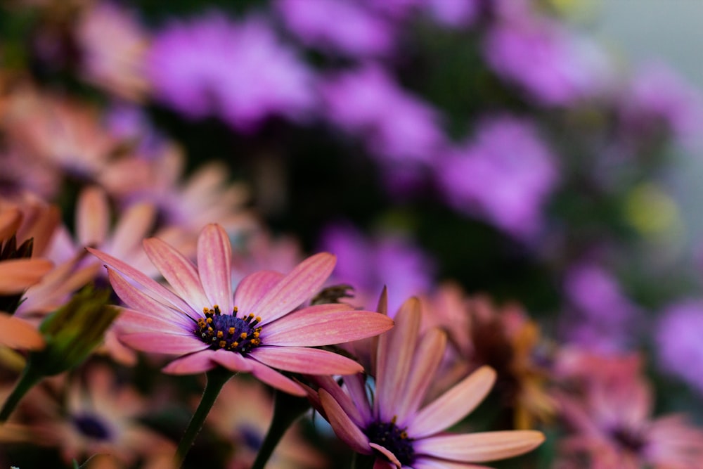 orange osteospermum flowers in bloom