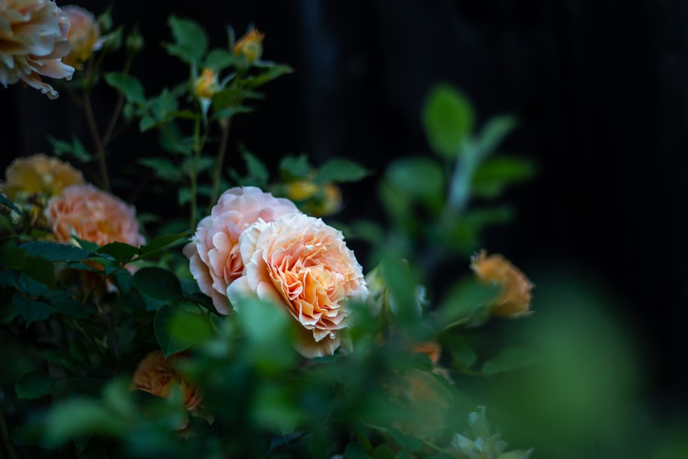 selective focus photography of orange flower