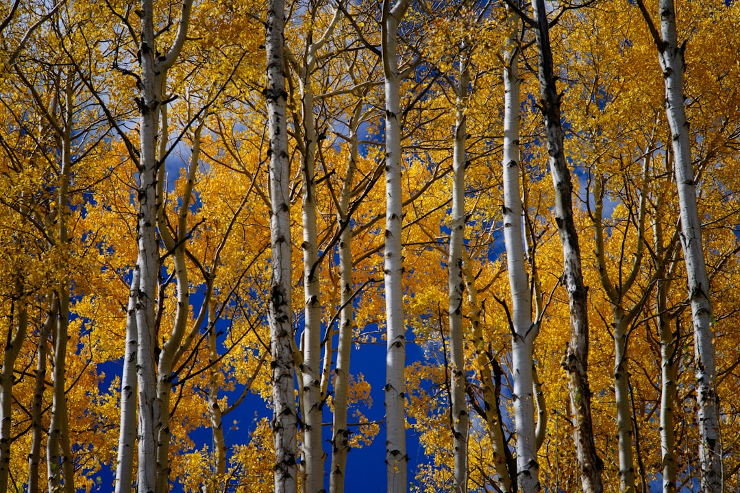 low angle photography of yellow leaf trees