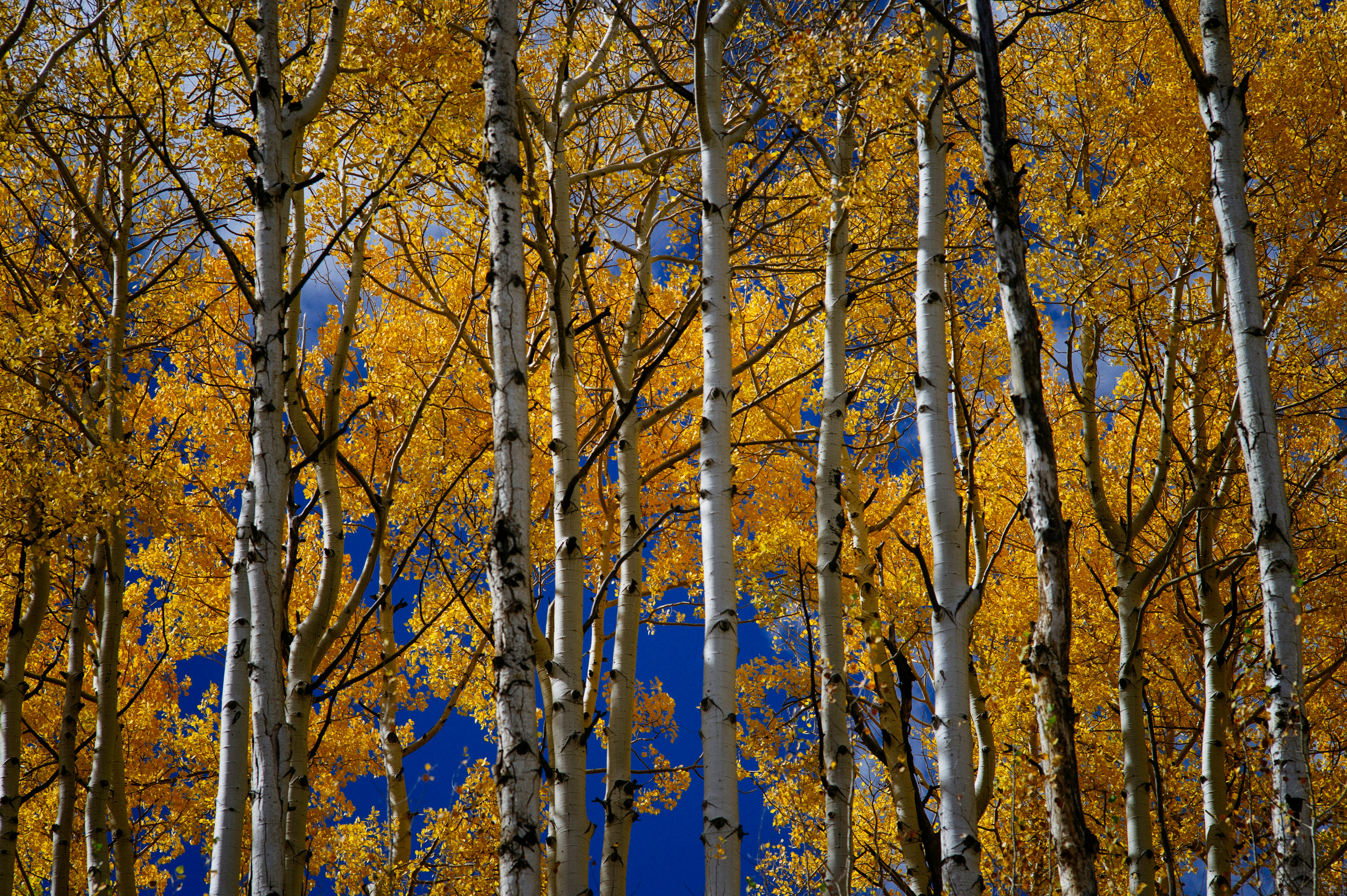 low angle photography of yellow leaf trees