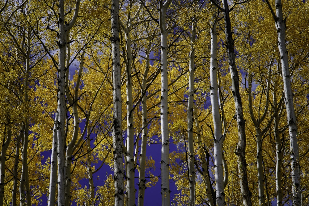 low angle photography of yellow leaf trees