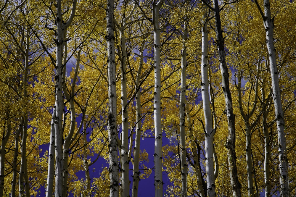 Photographie en contre-plongée d’arbres à feuilles jaunes