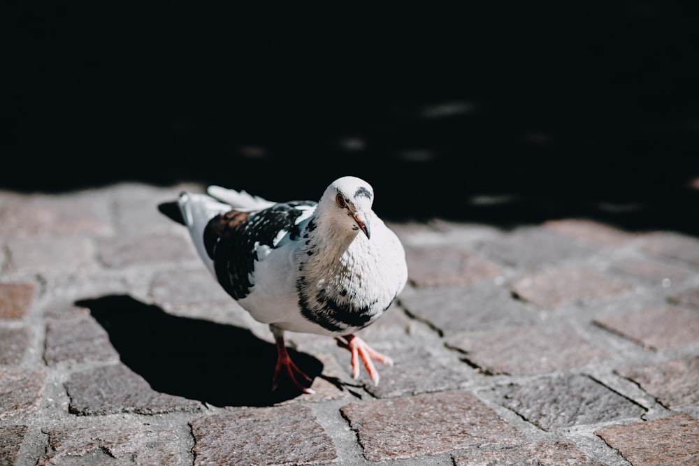 white and black pigeon on brown brick pavement