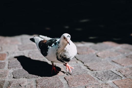 white and black pigeon on brown brick pavement in Geneva Switzerland