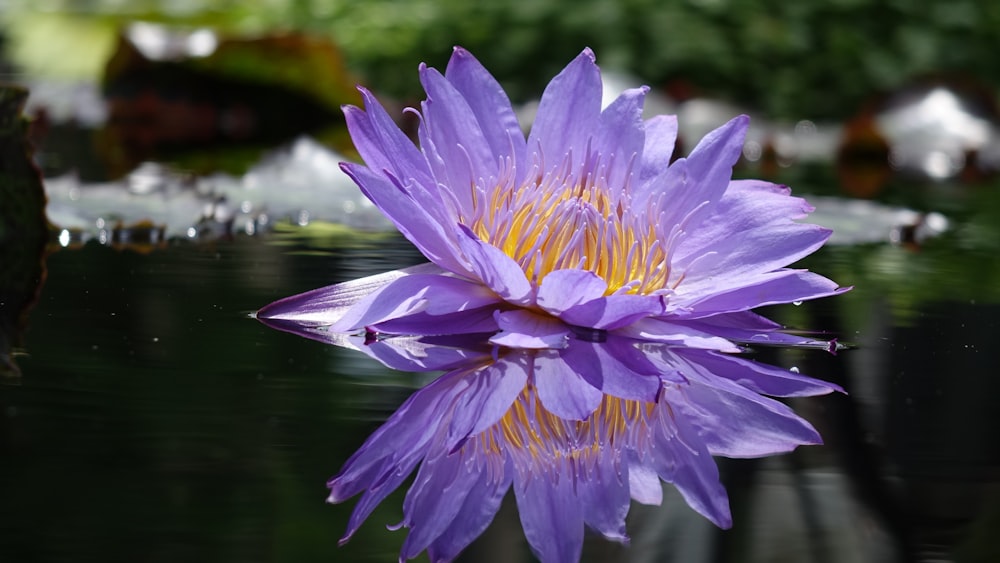 fleur à pétales violets sur l’eau
