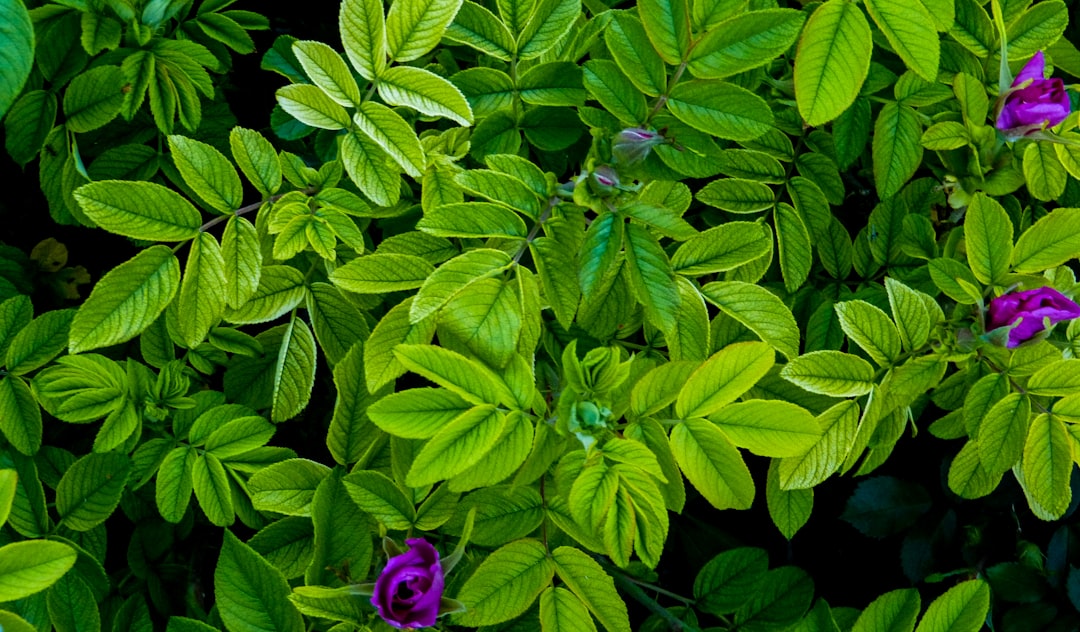 purple flower