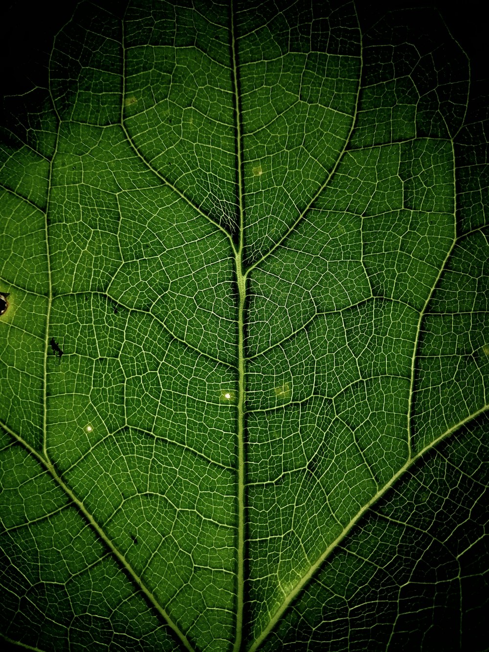 photo en gros plan de la feuille