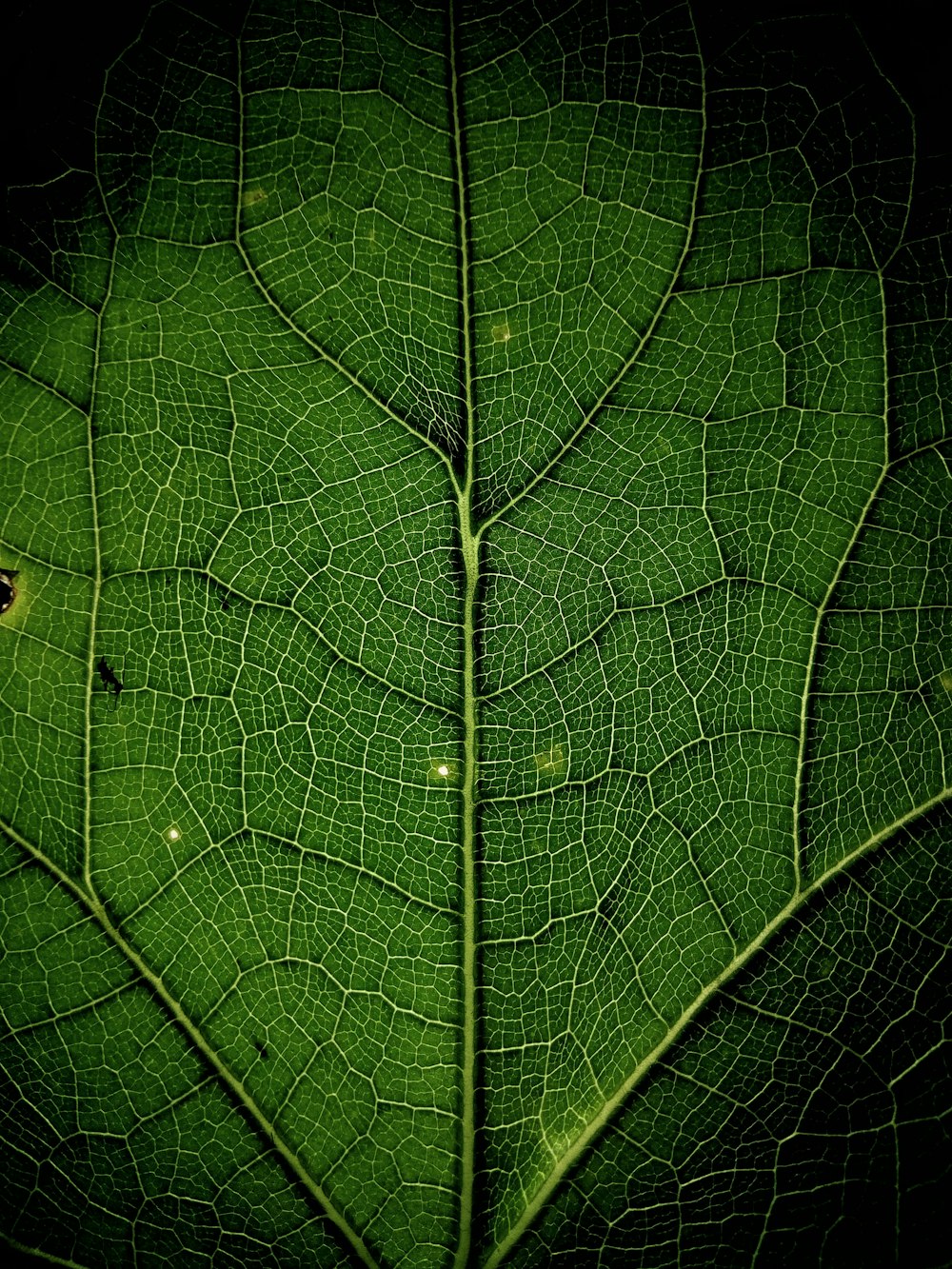 close up photo of leaf