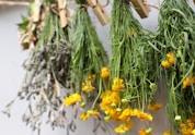 Close-up of vibrant herbs and flowers drying naturally on wooden racks in a sunlit room