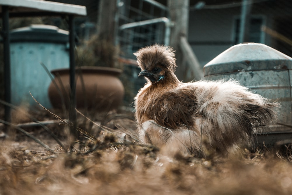 brown bird standing on grass field