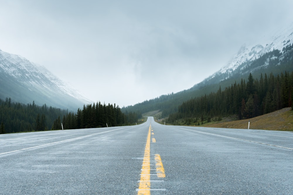 樹木の近くの道路