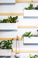 plants hanged on white wall