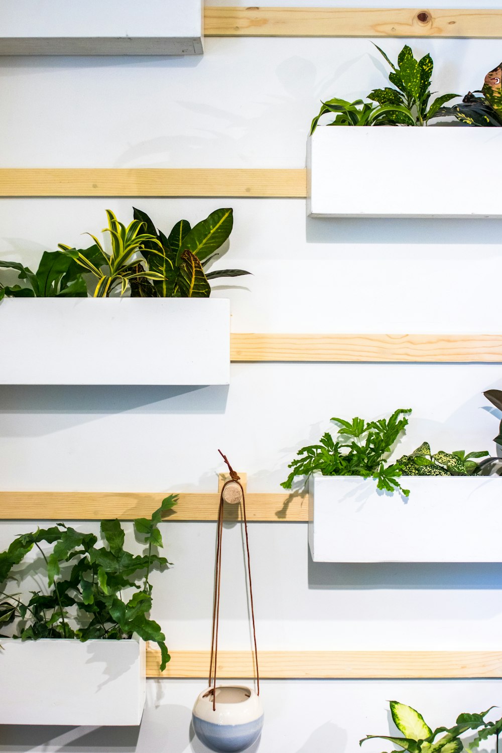 plantes accrochées sur un mur blanc