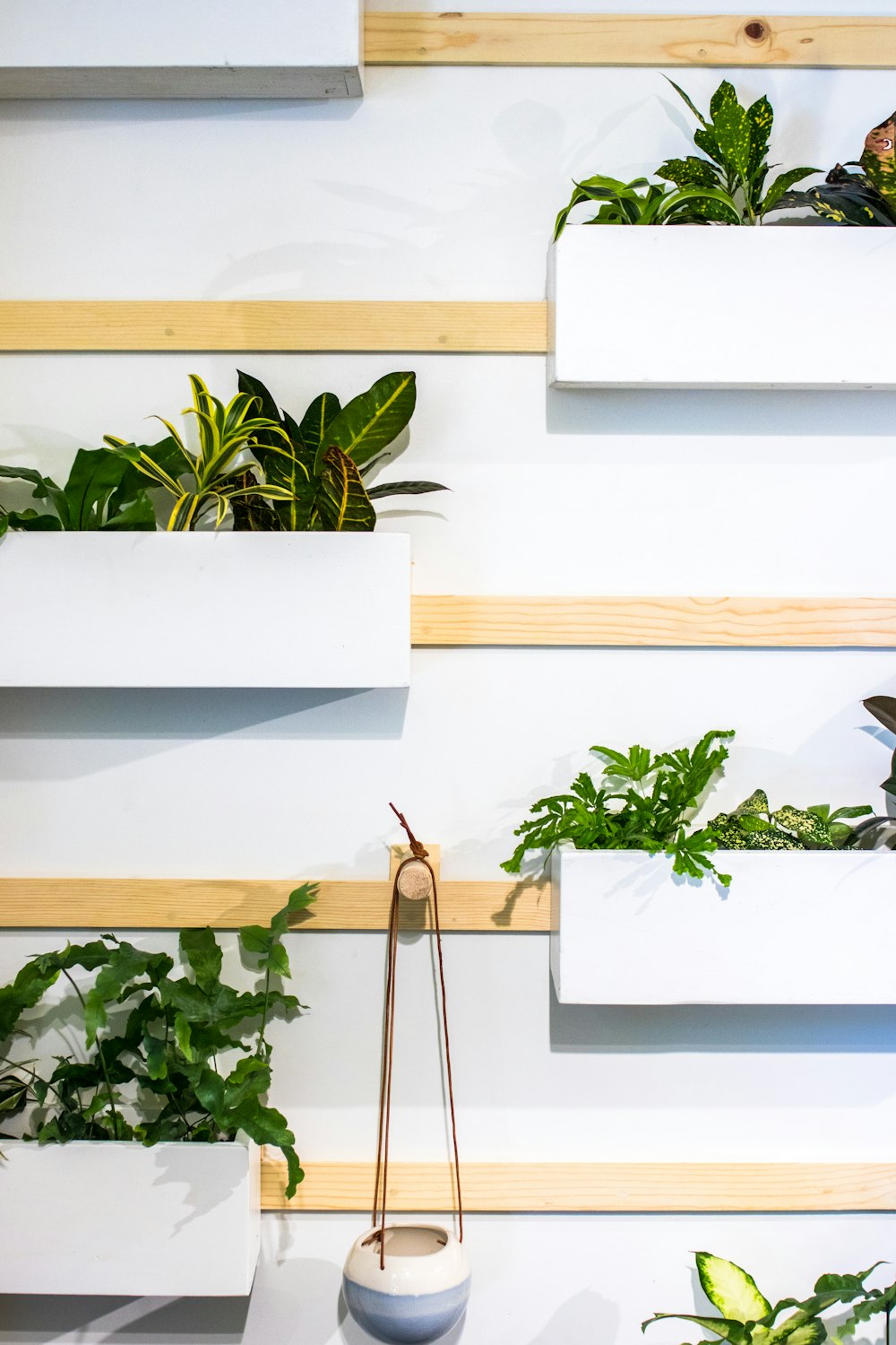 plants hanged on white wall