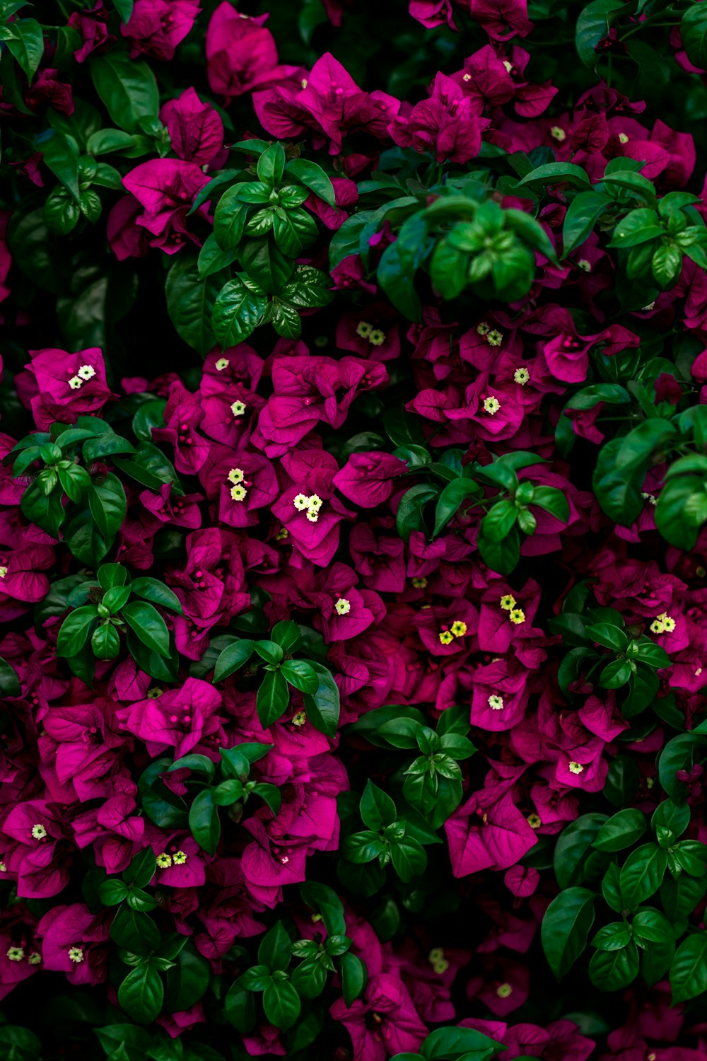 focus photo of pink flowers