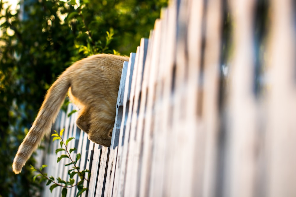 cat jumping out of fence