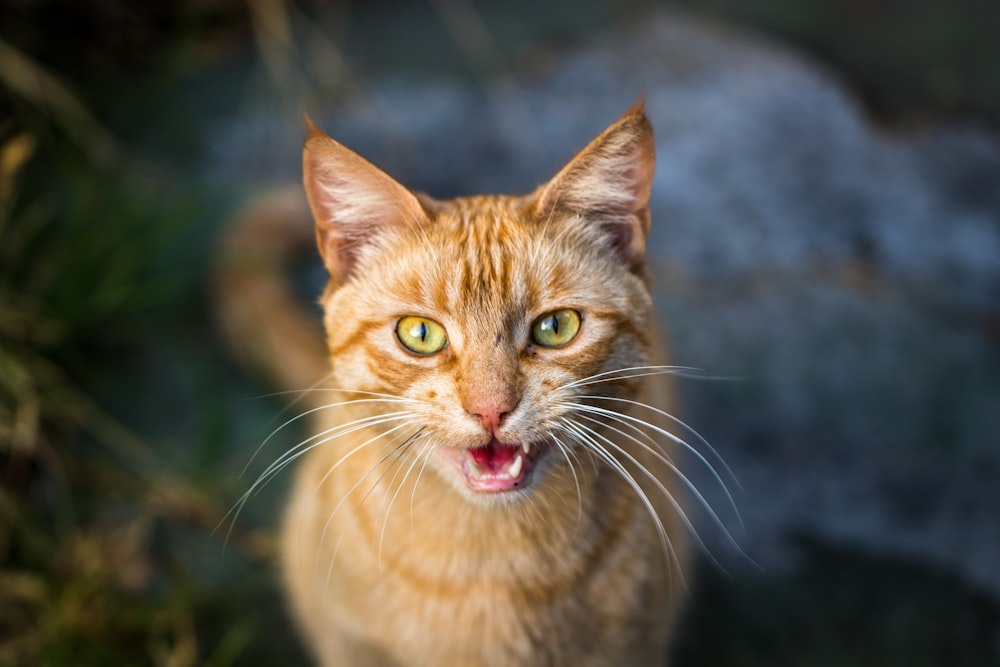 orange tabby cat