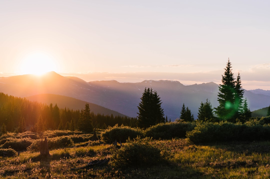 trees during sunset