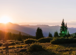 trees during sunset