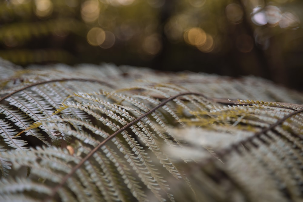 selective photography of ferns