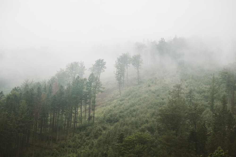 green trees