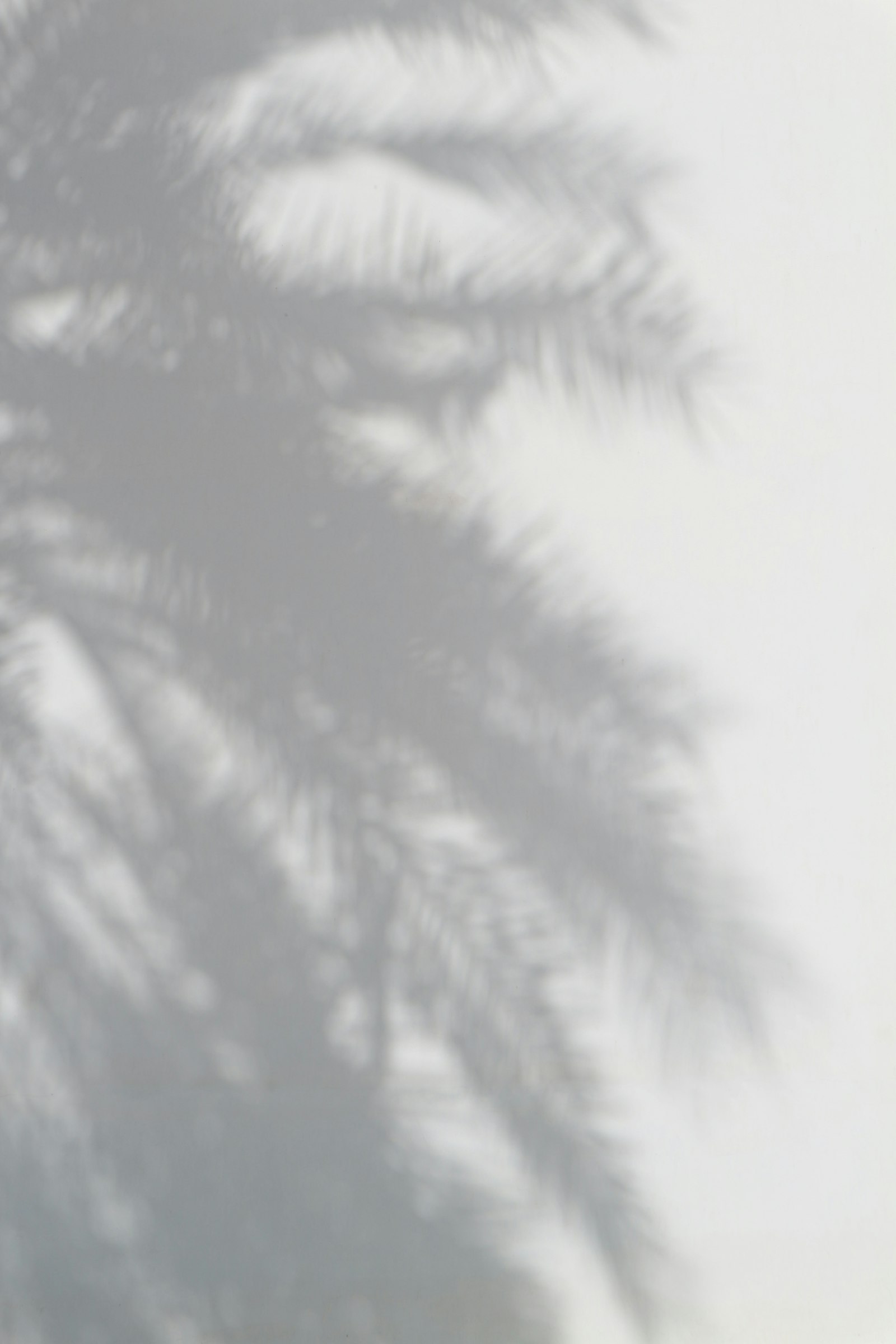 Canon EOS M10 sample photo. Palm tree photography