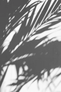 shadow of palm fronds cast on light wall