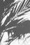 silhouette of palm tree