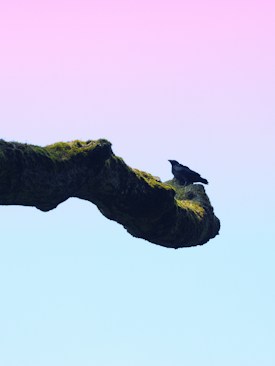 A crow perched on a moss-covered branch stretching horizontally against a pastel gradient sky. The background transitions from a pale blue at the bottom to a light pink at the top.