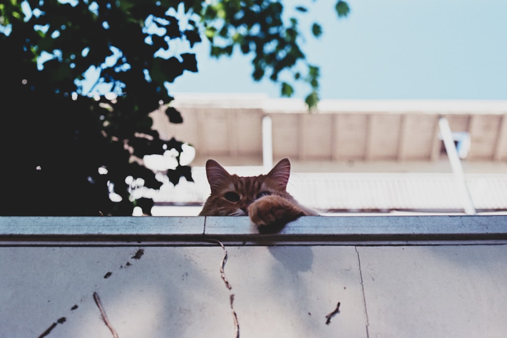 柵に横たわっている茶色の猫