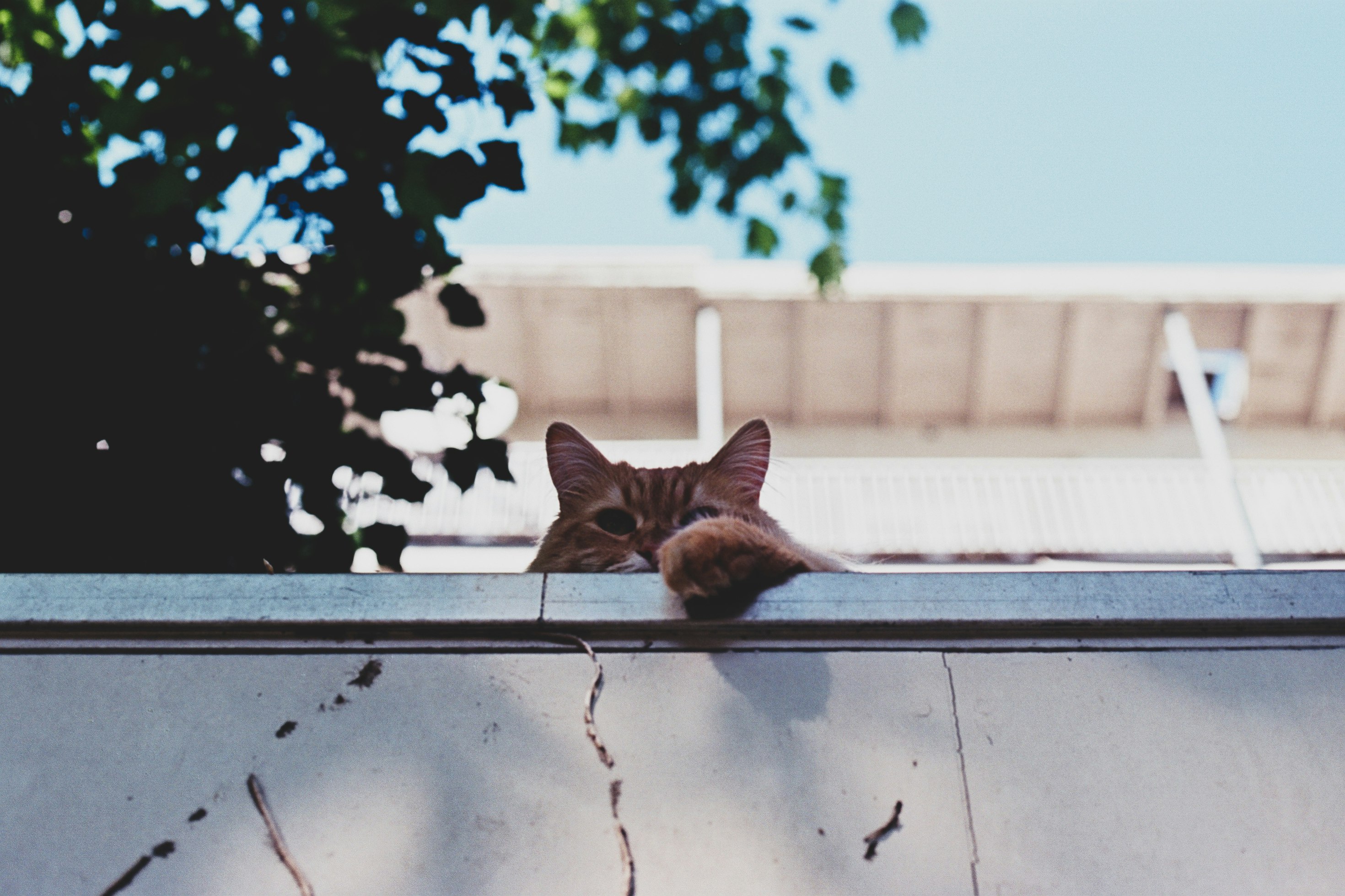Katze auf Balkonr