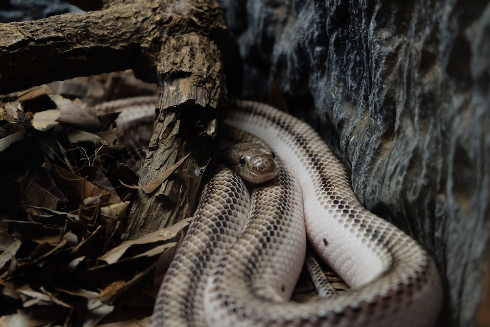 serpente grigio e nero