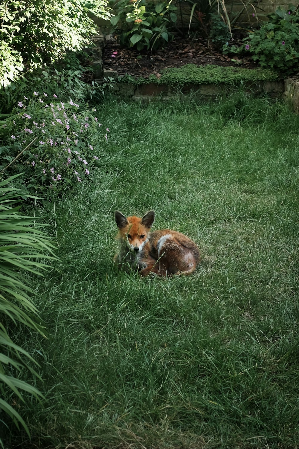 orangefarbener Fuchs auf Gras