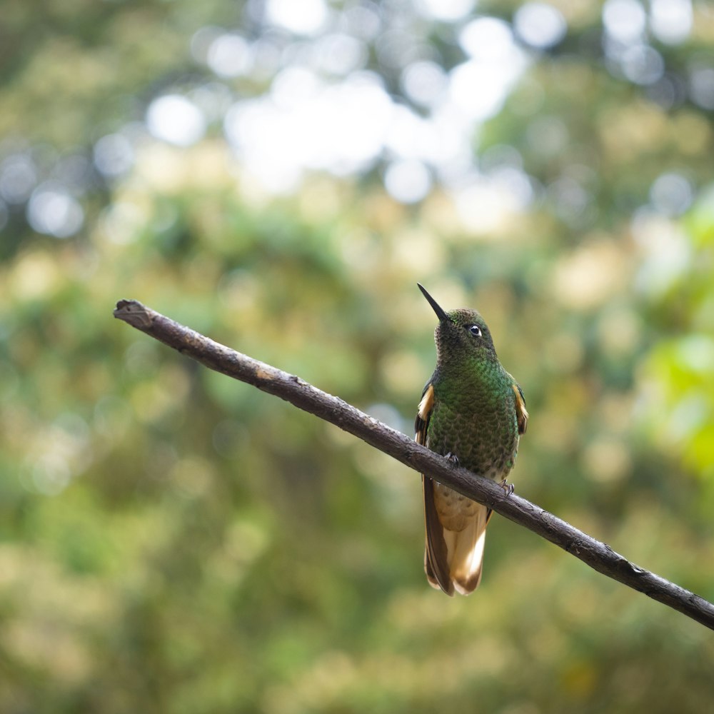 bird perching on stick