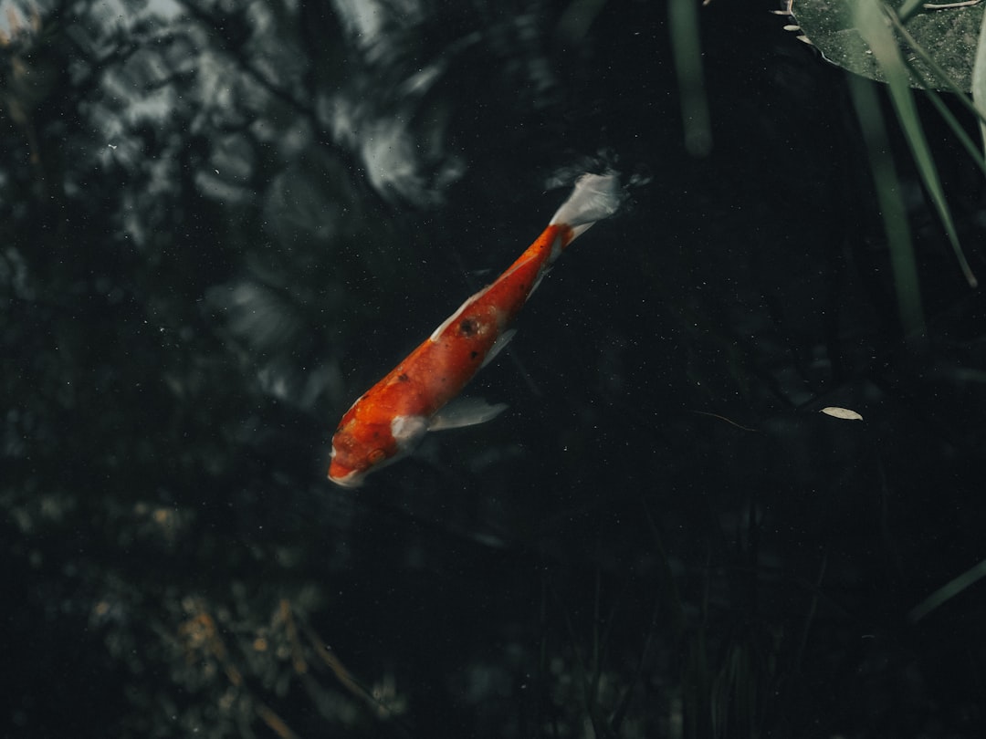 orange koi fish