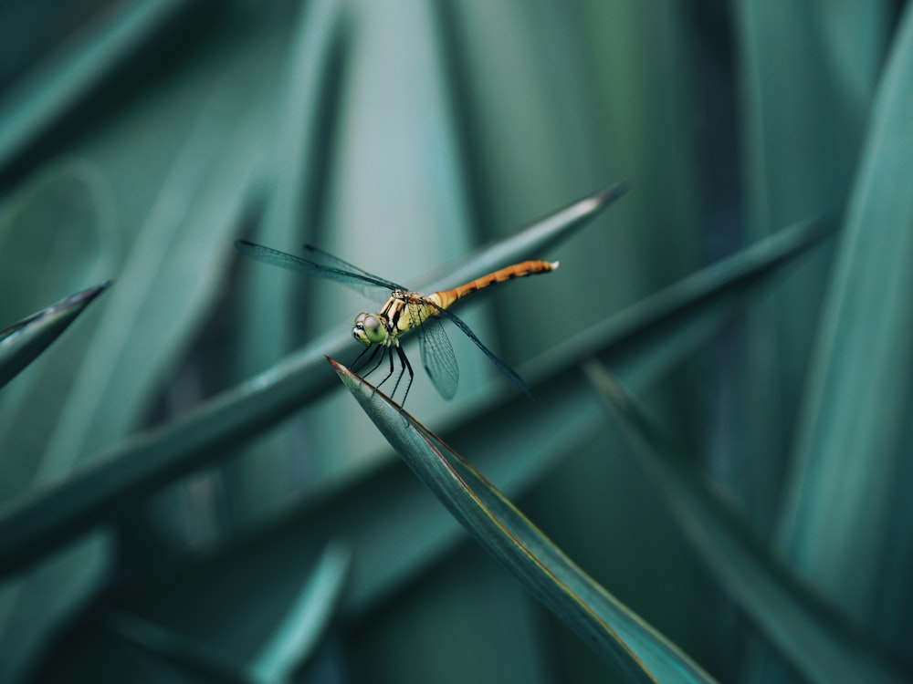 red and black dragonfly during daytime