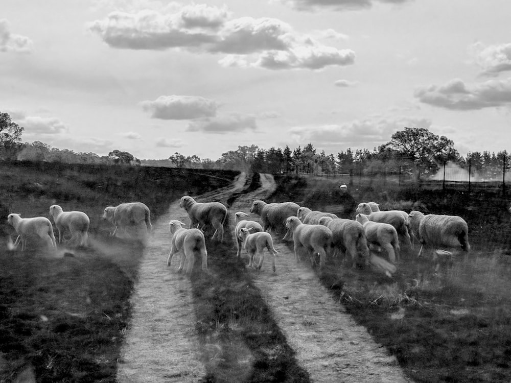 grayscale photo of herd of sheep