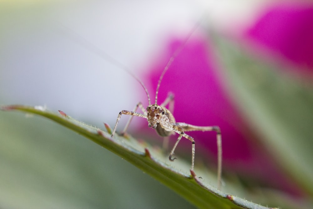 brown grasshopper on leaf